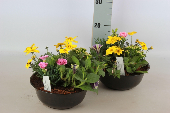 <h4>ARR TUINPLANTEN</h4>