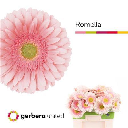 <h4>Ge Gr Romella</h4>