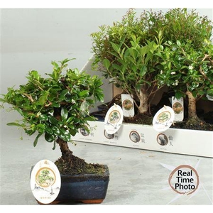 Bonsai Gem