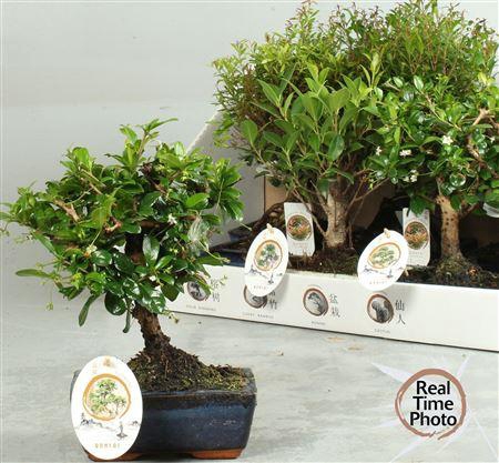 <h4>Bonsai Gem</h4>