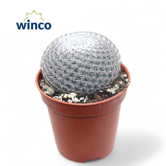 <h4>Mammillaria Microthele Superfina (Flowering)</h4>
