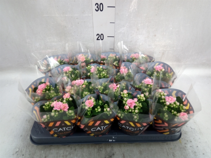 Kalanchoe blos. 'Calandiva Zeta'