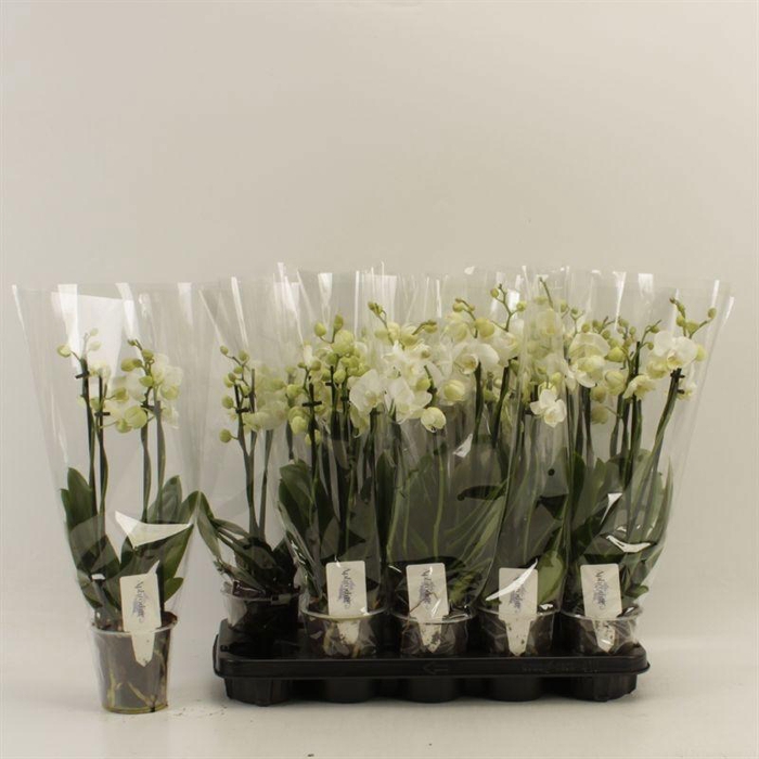 <h4>PHAL OV WIT</h4>