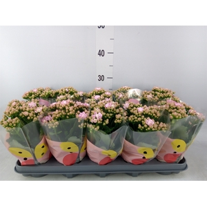 Kalanchoe  'MoreFlow Lillian'