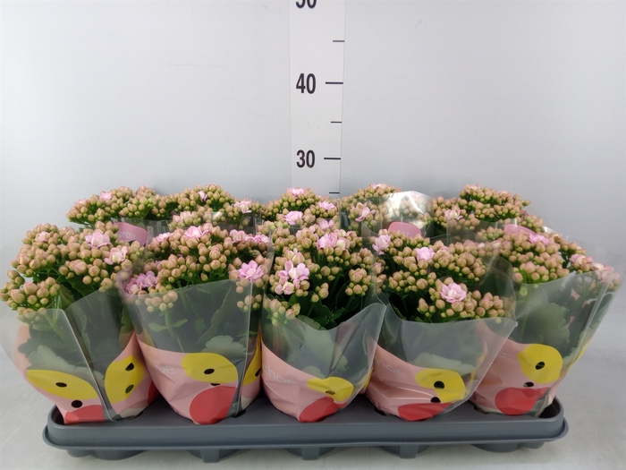 <h4>Kalanchoe  'MoreFlow Lillian'</h4>
