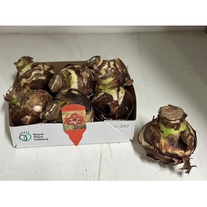 BLOEMBOL HIPPEASTRUM