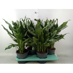 Aglaonema   ...