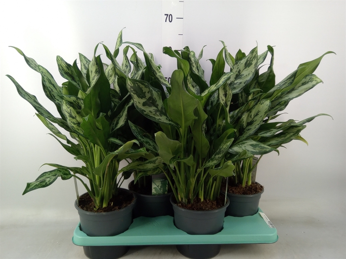 <h4>Aglaonema   ...</h4>