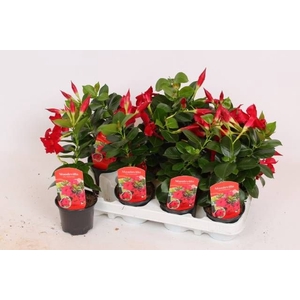 MANDE RIO PETITE RED