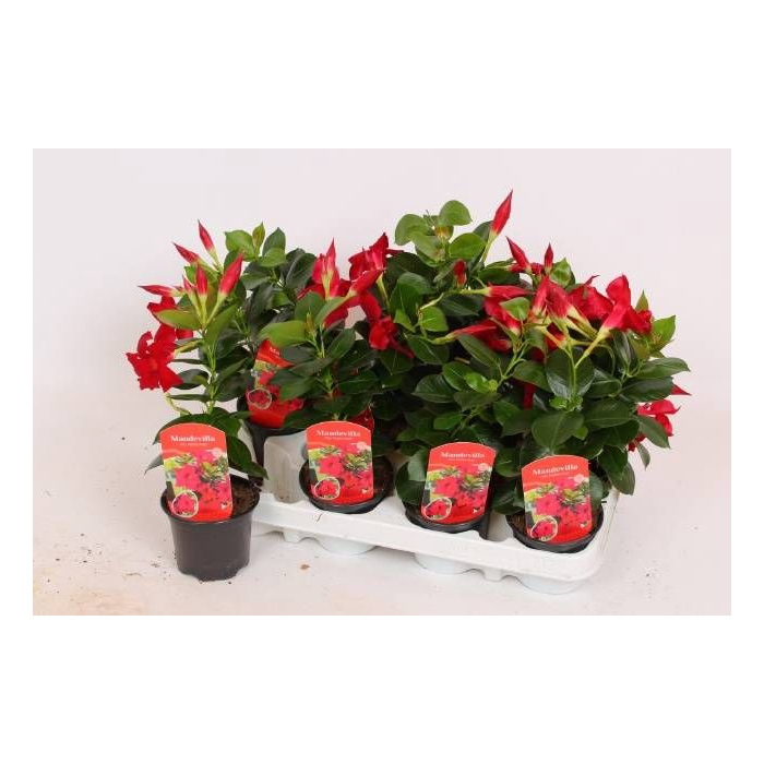 <h4>MANDE RIO PETITE RED</h4>
