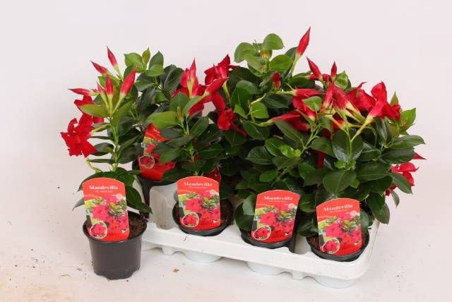 MANDE RIO PETITE RED