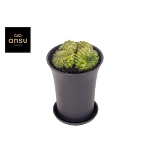 Gymno Cactus 'Spineless' Mountain Twin XL
