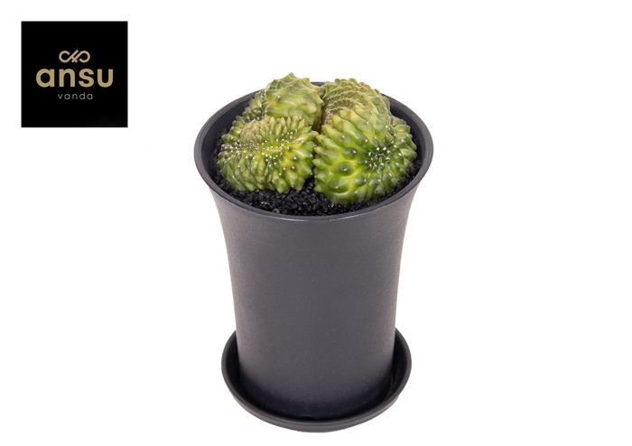 <h4>Gymno Cactus 'Spineless' Mountain Twin XL</h4>