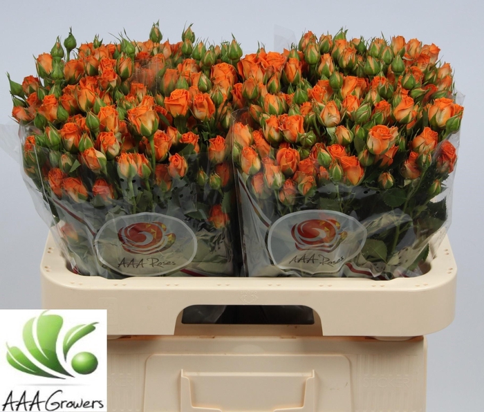 <h4>R TR PICANTO</h4>