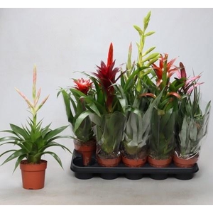 BROMELIA GEM
