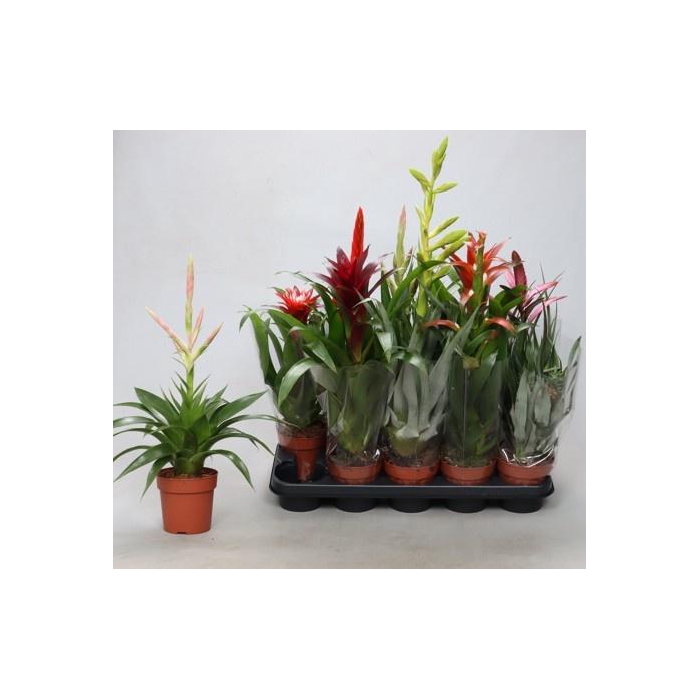 <h4>BROMELIA GEM</h4>