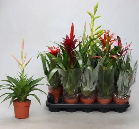 <h4>BROMELIA GEM</h4>