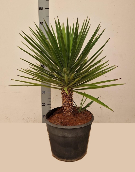 <h4>Yucca</h4>