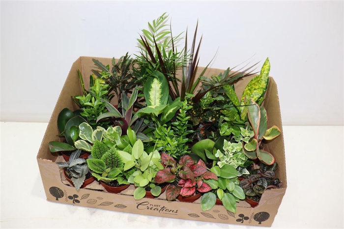 M-24 Mixplant Showdoos