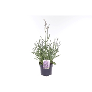 Verbena Lollipop