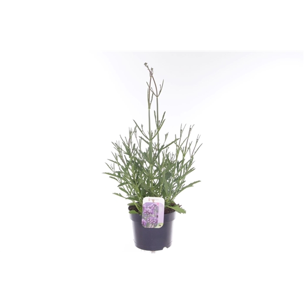 <h4>Verbena Lollipop</h4>