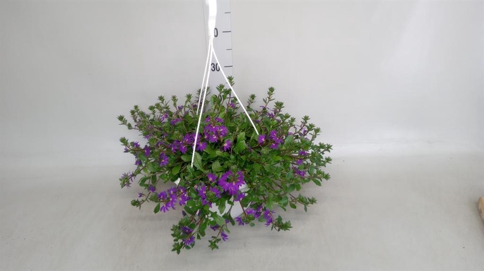 <h4>Scaevola aemula</h4>