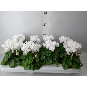 Cyclamen KL   ...patio