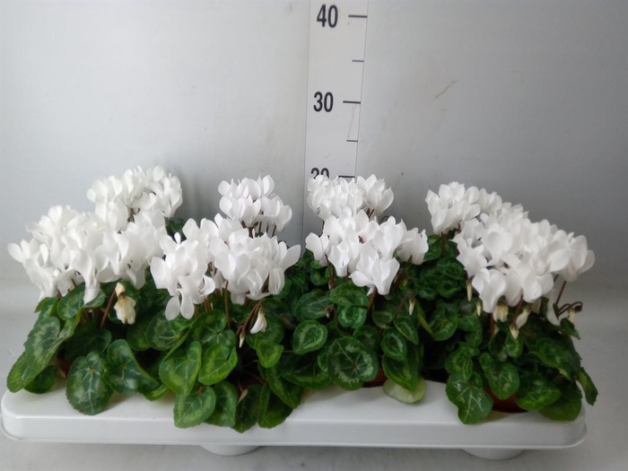 <h4>Cyclamen KL   ...patio</h4>