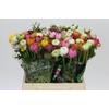 Ranunculus Elegance Rainbow