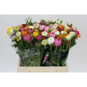 Ranunculus Elegance Rainbow