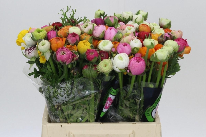 Ranunculus Elegance Rainbow
