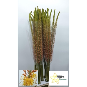 EREMURUS RUMBA
