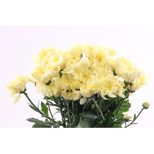 CHR T BALTICA CREAM