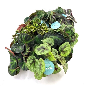 BEGONIA REX-HYBRID MIX p12