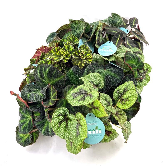 <h4>BEGONIA REX-HYBRID MIX p12</h4>