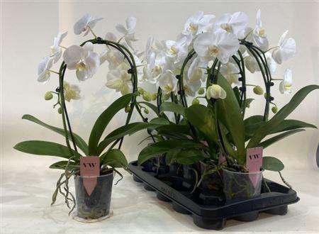 <h4>Phal Ov Wit</h4>
