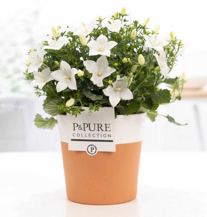 <h4>Campanula 'Atlanta' Pure Terra Cotta</h4>