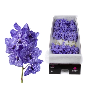 Vanda Kanchana China Blue X16