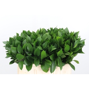 Ruscus