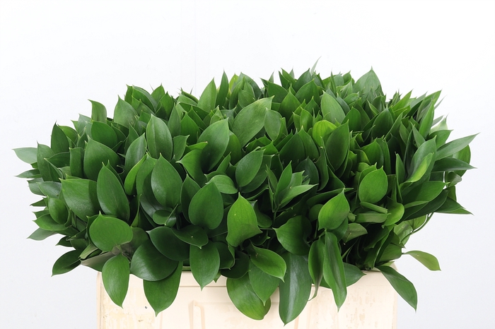 <h4>Ruscus</h4>