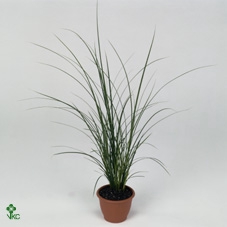 Carex brunnea (groen) p12