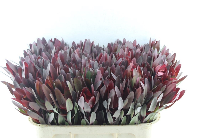 <h4>Leucad Saf Sunset</h4>