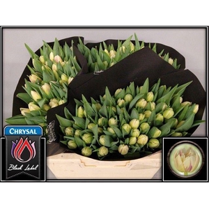 TU DU FLAMING MARGAR