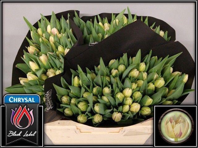 <h4>TU DU FLAMING MARGAR</h4>