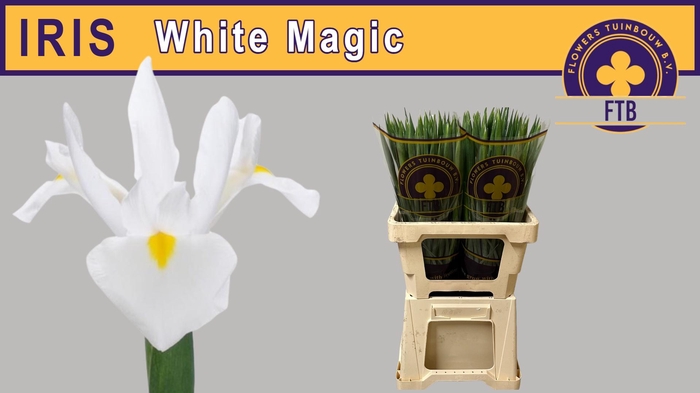 <h4>IRIS WHITE MAGIC</h4>