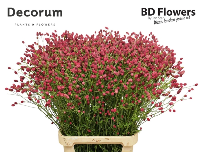 <h4>SANGUISORBA OFFICINALIS ARNHEM</h4>