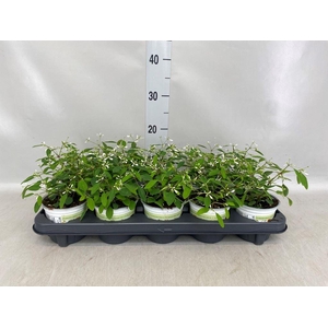 Euphorbia hyperic. 'Diamond Frost'