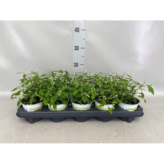 <h4>Euphorbia hyperic. 'Diamond Frost'</h4>