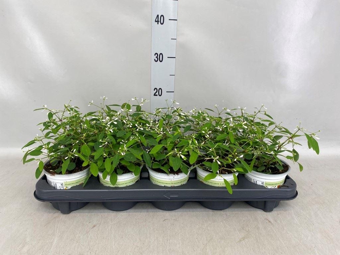 <h4>Euphorbia hyperic. 'Diamond Frost'</h4>