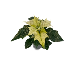 Euphorbia Alaska met glitters goud